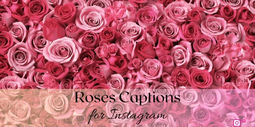 Rose Captions for Instagram