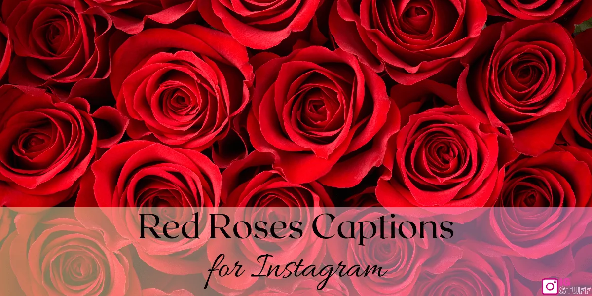 Rose Captions for Instagram