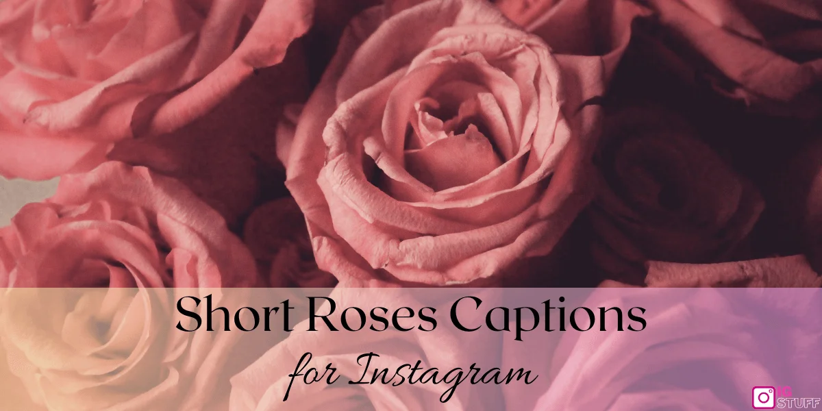 Rose Captions for Instagram