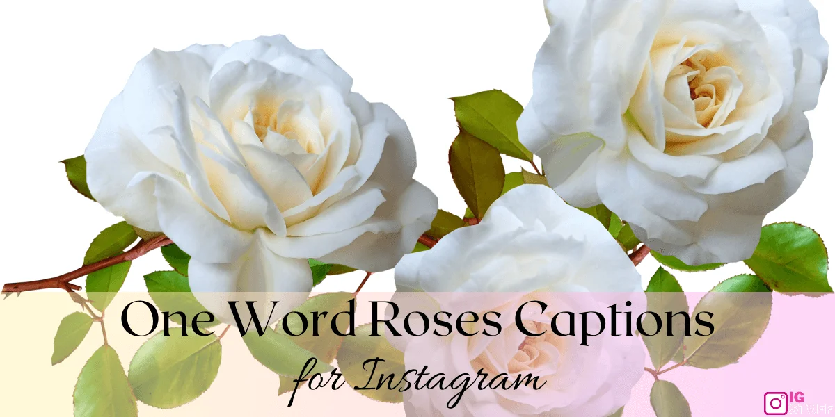 Rose Captions for Instagram