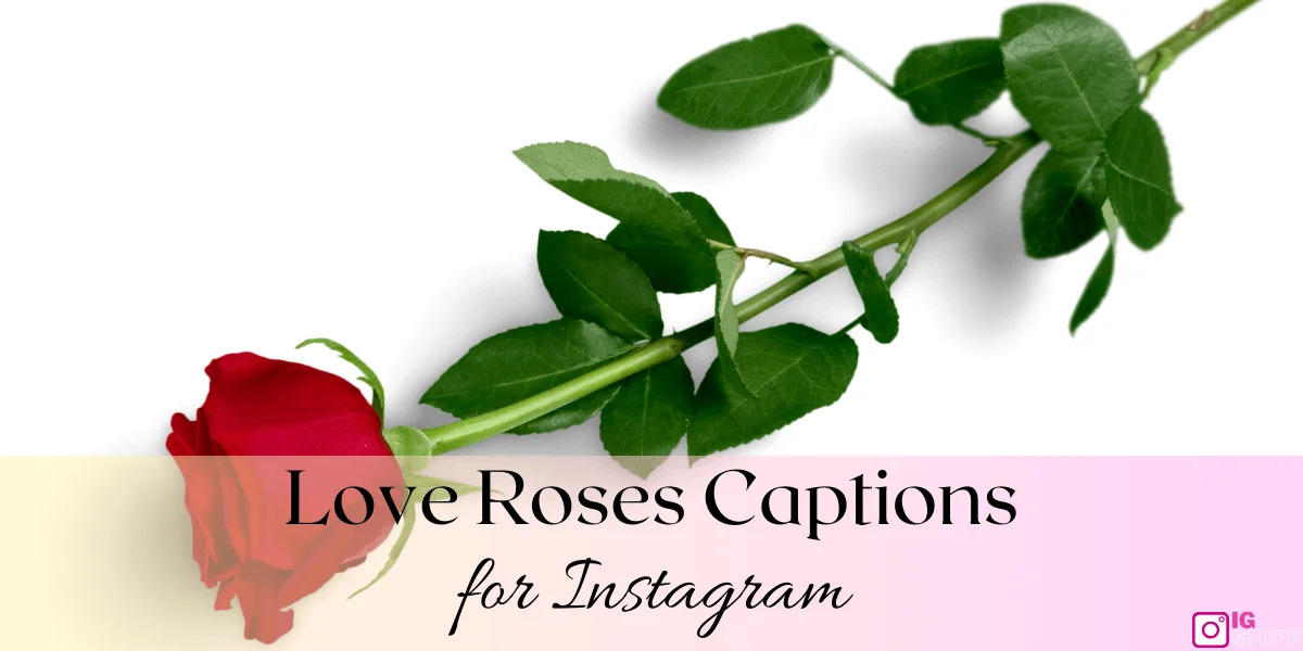 Rose Captions for Instagram