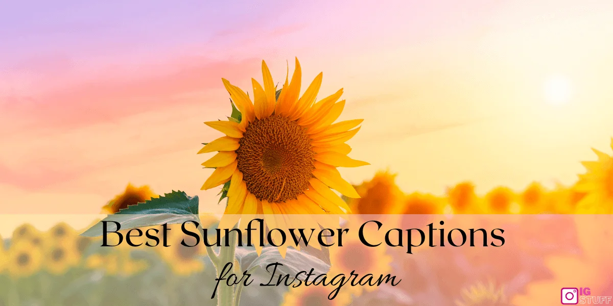 Sunflower Captions for Instagram