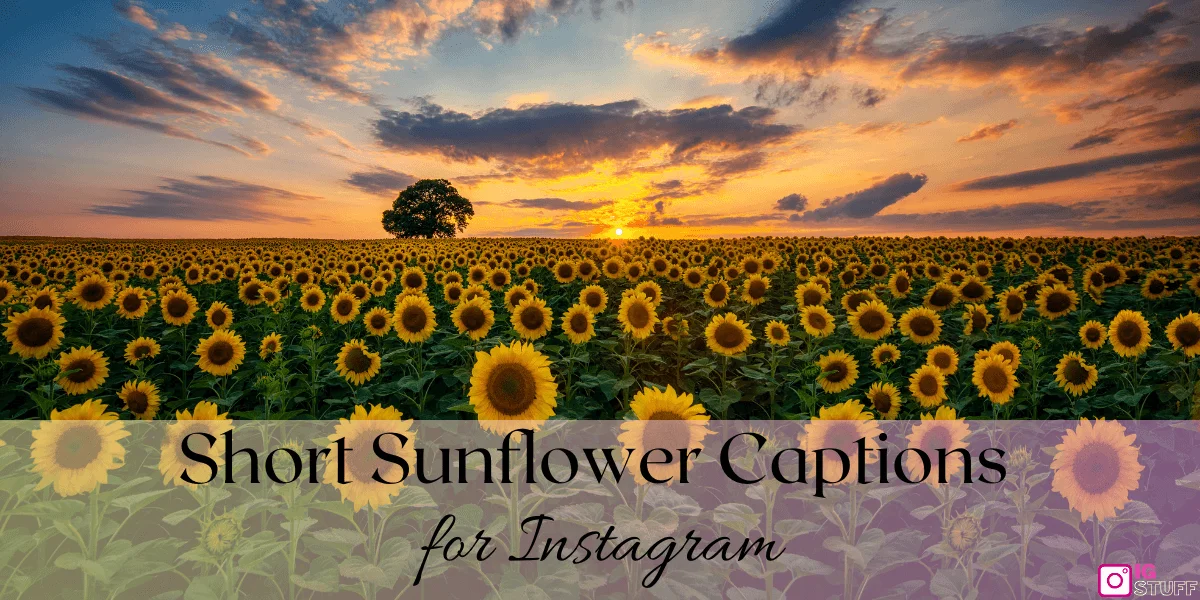 Sunflower Captions for Instagram