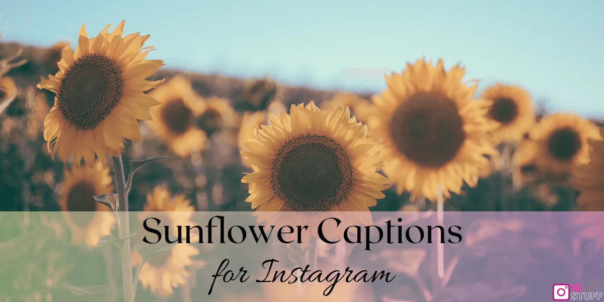 Sunflower Captions for Instagram