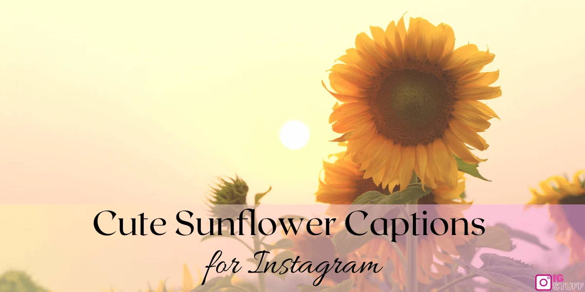 Sunflower Captions for Instagram