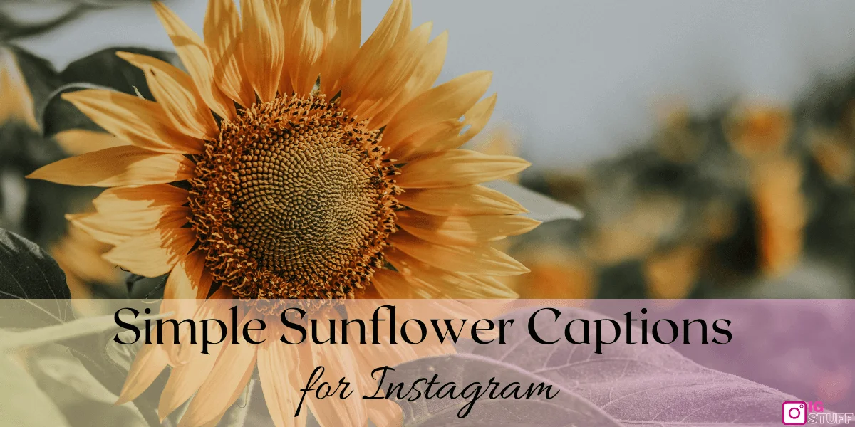 Sunflower Captions for Instagram